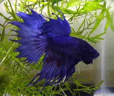 BETTA SPLENDENS